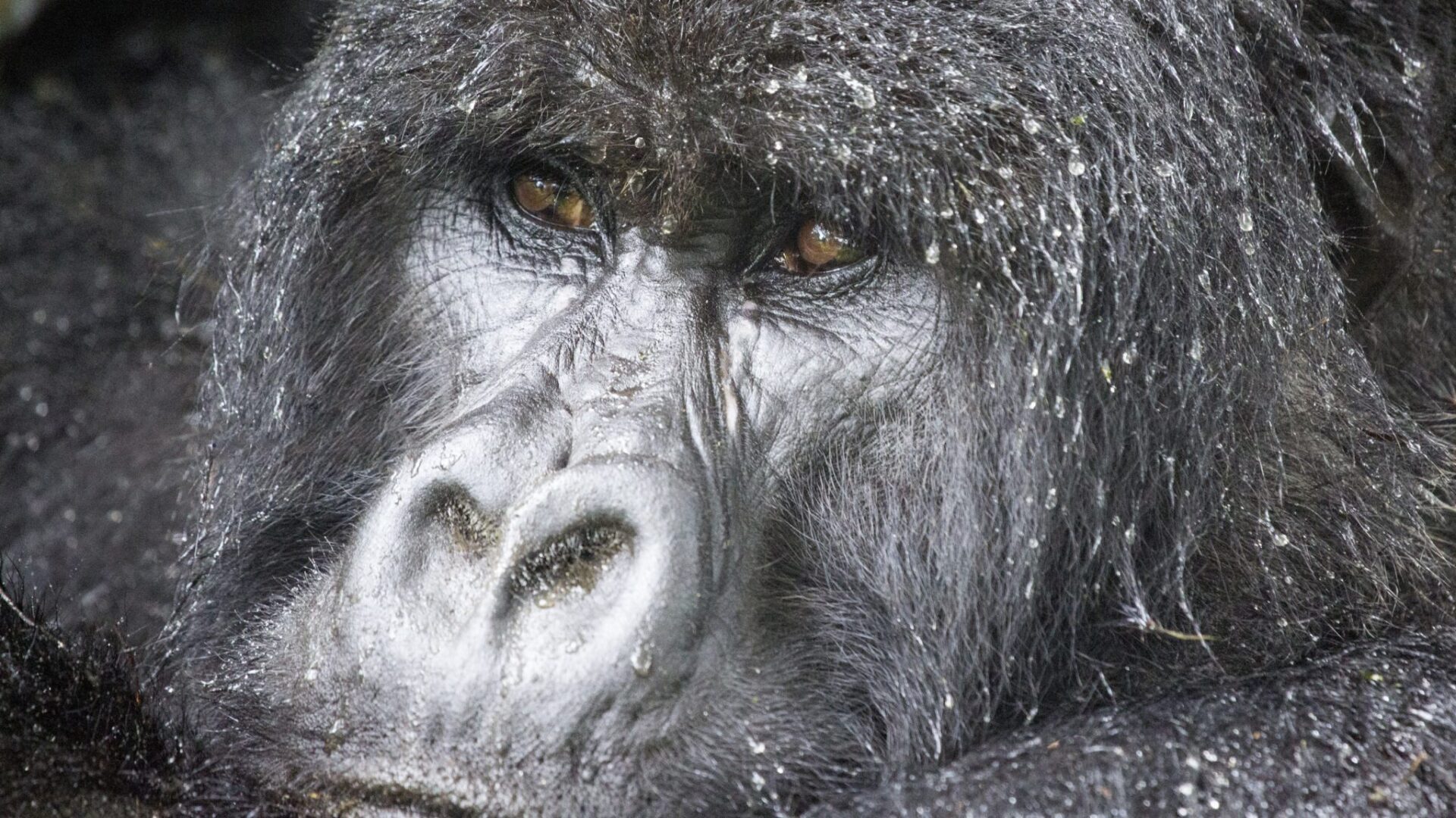 Gorilla di Montagna safari Uganda