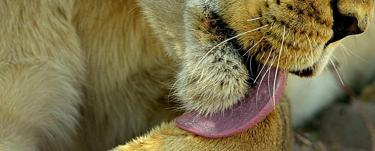 leone, simba - safari Bo