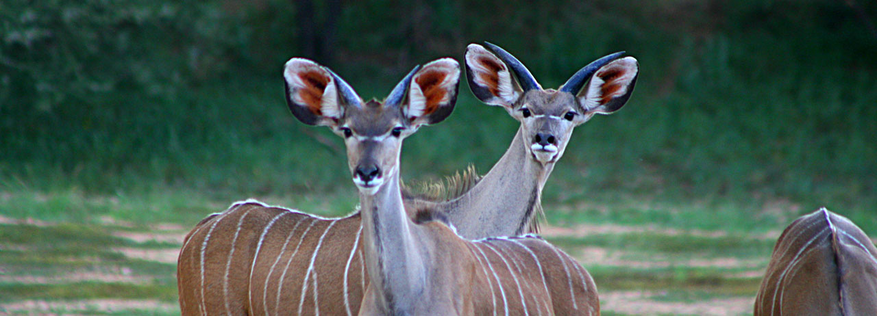 Gazzelle - viaggio Namibia